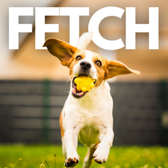 Collection image for: Fetch Toys