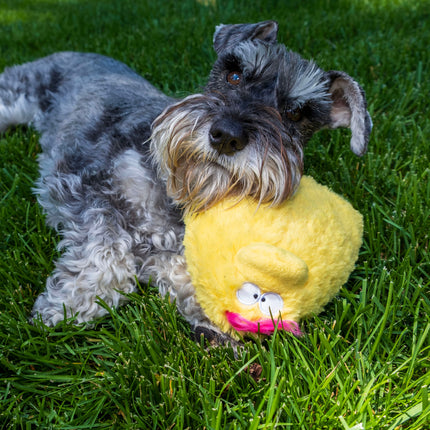 Quacker Jack: Fun Dog Toy Small Duck Grunter by DogGoods ™