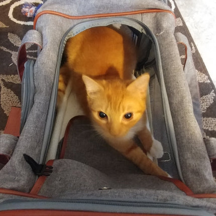 Mr. Peanut's Gold Series Standard Size Airline Compliant Pet Carrier