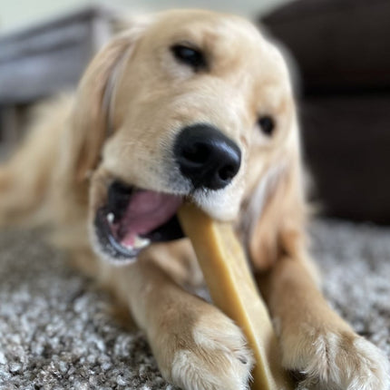 Himalayan Yak Chew (LARGE)