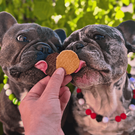 Chicken Chips for Dogs | All-natural Single-ingredient Dog Treats