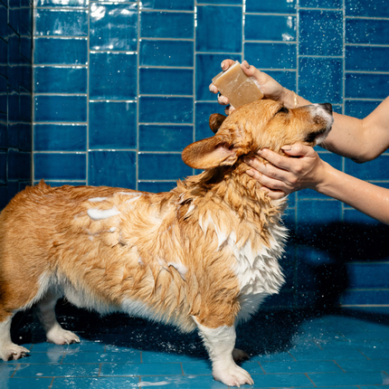 Nourishing Dog Shampoo Bar