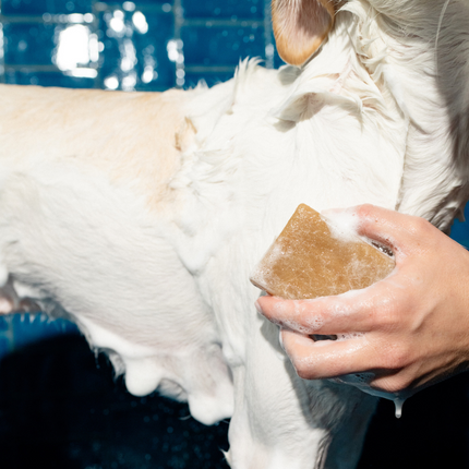 Nourishing Dog Shampoo Bar