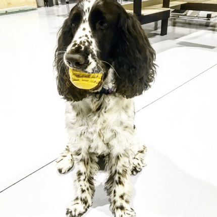 ID Ball Durable Rubber Chew Ball