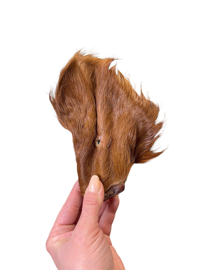 Dehydrated Beef Ears with Fur