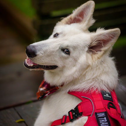 Outlander Adjustable Dog Harness