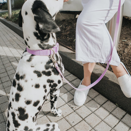 Extra Large Dog Collar