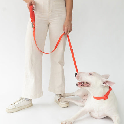 Dog Leash