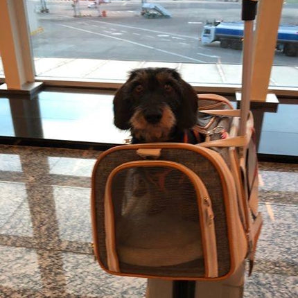 Mr. Peanut's Gold Series Standard Size Airline Compliant Expandable Pet Carrier