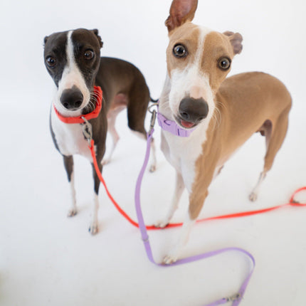 Small Dog Leash