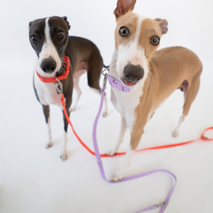 Dog Leash