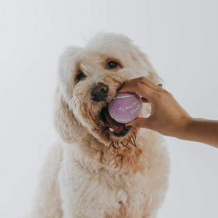 Tennis Balls Pack of 4