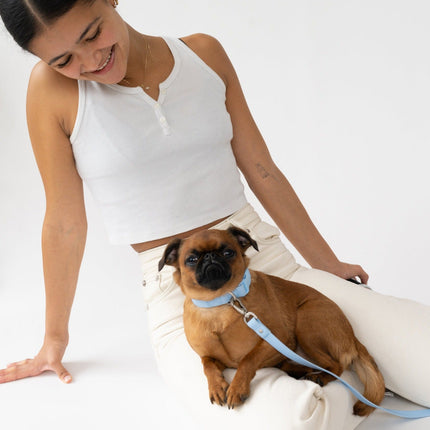 Small Dog Collar