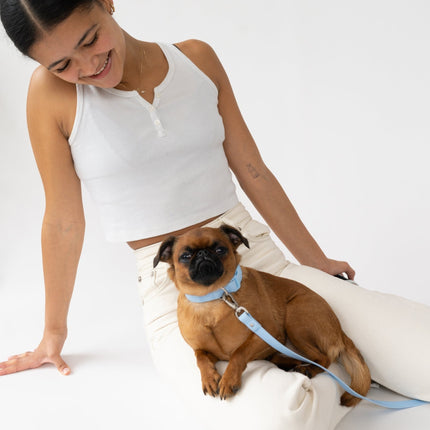 Medium Dog Collar