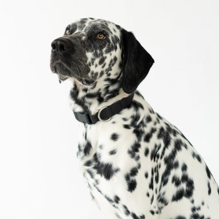 Extra Large Dog Collar