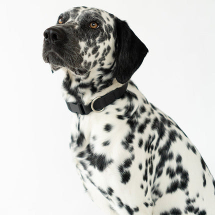 Small Dog Collar