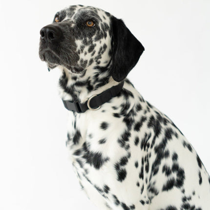 Medium Dog Collar
