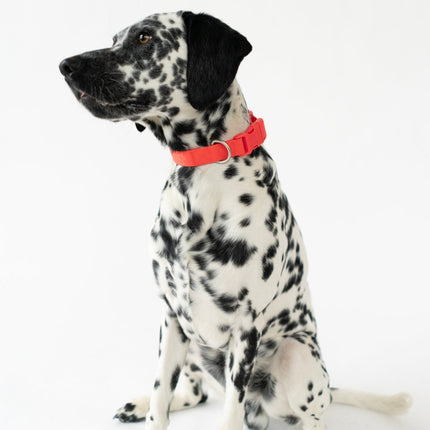 Medium Dog Collar