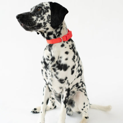 Small Dog Collar