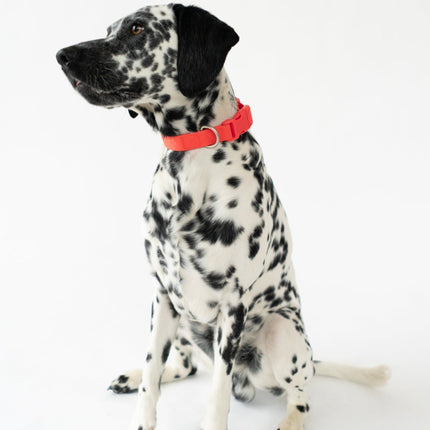 Extra Large Dog Collar