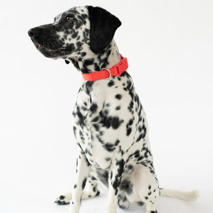 Large Dog Collar