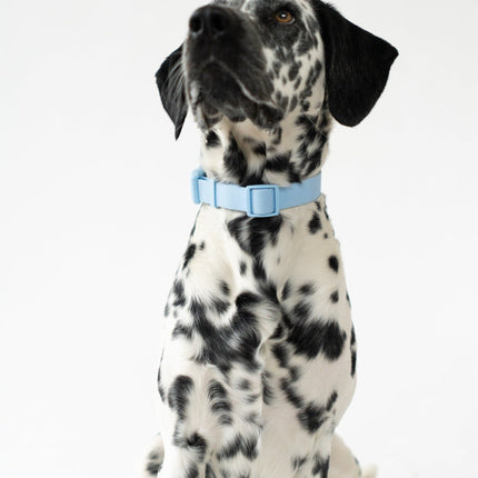 Large Dog Collar