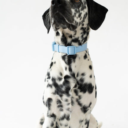 Medium Dog Collar