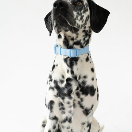 Extra Large Dog Collar