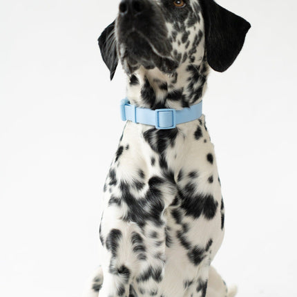 Small Dog Collar