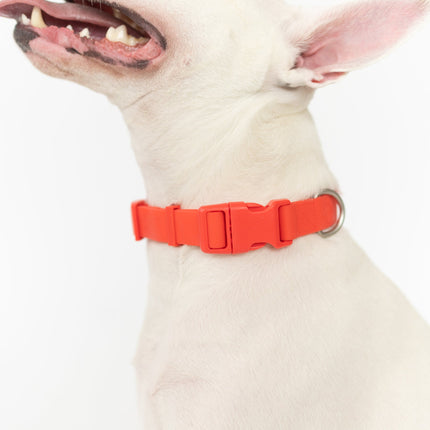 Extra Large Dog Collar