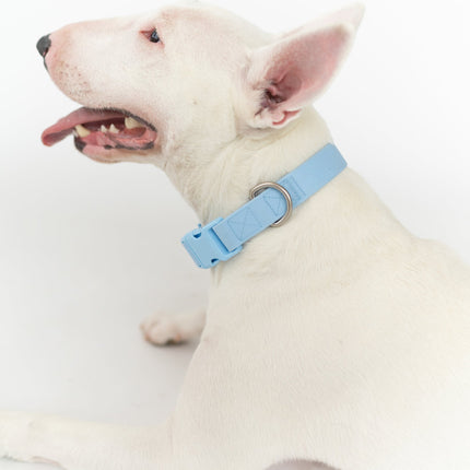 Extra Large Dog Collar