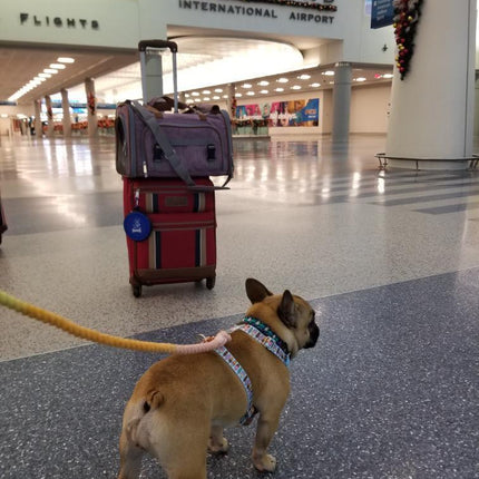 Mr. Peanut's Gold Series Standard Size Airline Compliant Expandable Pet Carrier