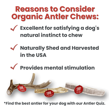 Whole Elk Antlers for Dogs | Long-lasting Antler Dog Chews