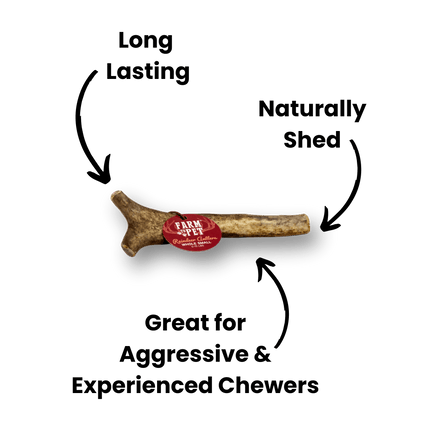 Whole Reindeer Antler Dog Chews