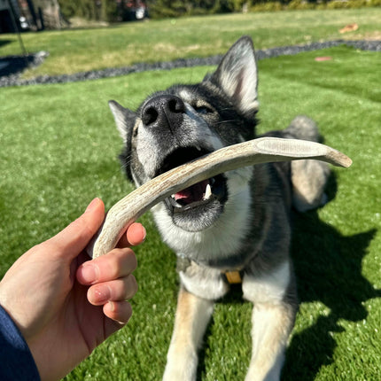 Split Reindeer Antler Dog Chews