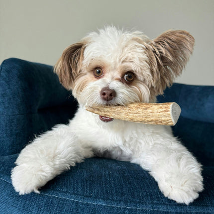Split Elk Antlers for Dogs | Organic Antler Dog Chews