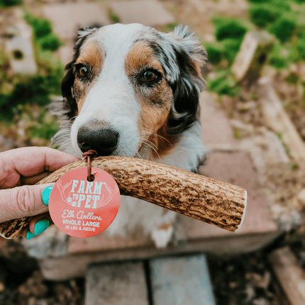 Whole Elk Antlers for Dogs | Long-lasting Antler Dog Chews