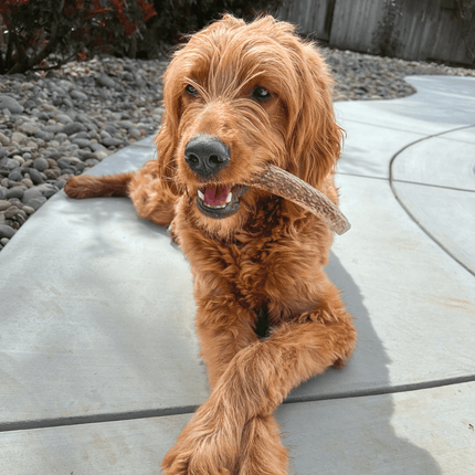 Whole Elk Antlers for Dogs | Long-lasting Antler Dog Chews