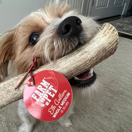 Whole Elk Antlers for Dogs | Long-lasting Antler Dog Chews