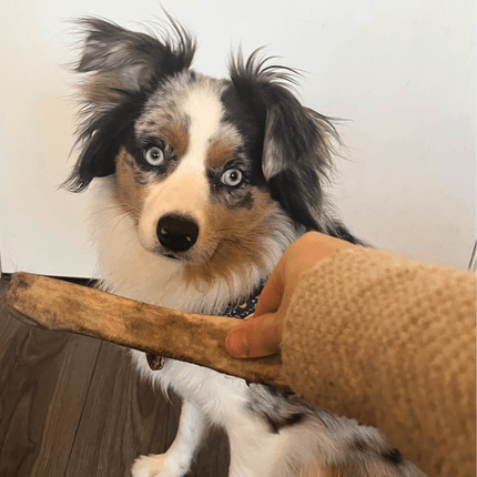 Whole Reindeer Antler Dog Chews