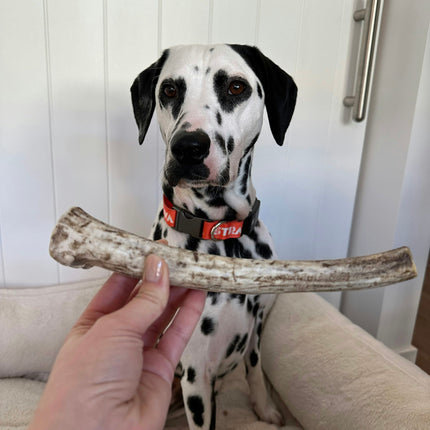 Whole Reindeer Antler Dog Chews