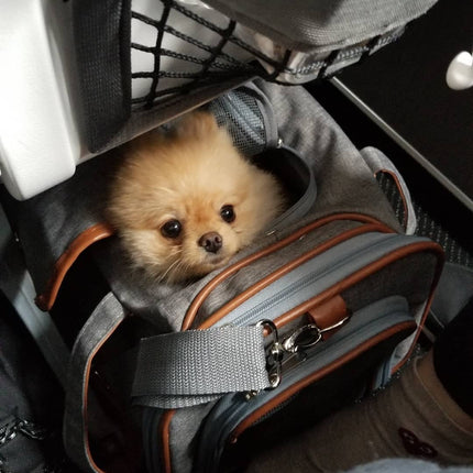Mr. Peanut's Gold Series Standard Size Airline Compliant Expandable Pet Carrier