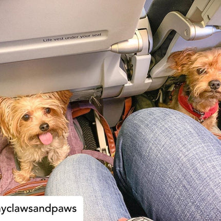 Mr. Peanut's Gold Series Standard Size Airline Compliant Expandable Pet Carrier