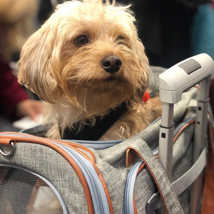 Mr. Peanut's Gold Series Standard Size Airline Compliant Expandable Pet Carrier