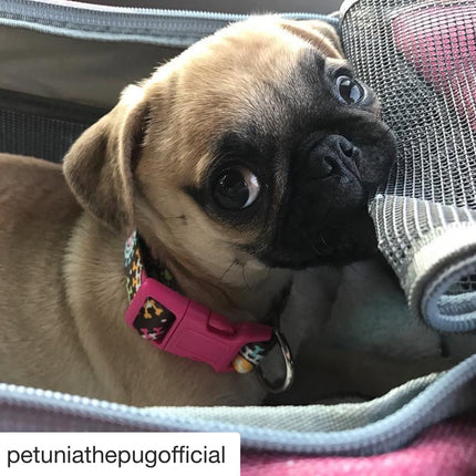 Mr. Peanut's Gold Series Standard Size Airline Compliant Pet Carrier