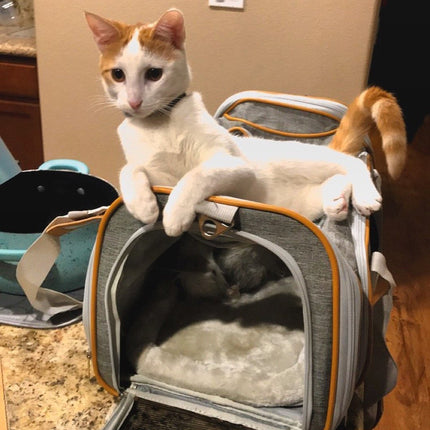 Mr. Peanut's Gold Series Standard Size Airline Compliant Expandable Pet Carrier