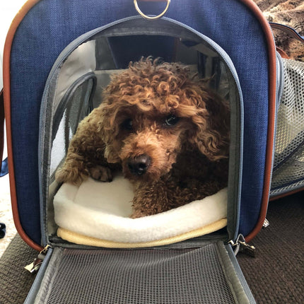 Mr. Peanut's Gold Series Standard Size Airline Compliant Expandable Pet Carrier