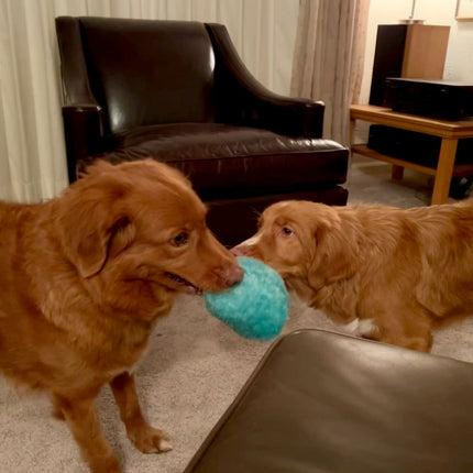 Gumdropimalz: Fun Dog Toy Grunters by DogGoods ™