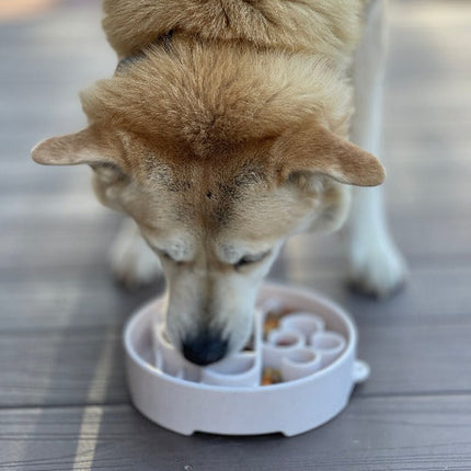 Java Design eBowl Enrichment Slow Feeder Bowl for Dogs