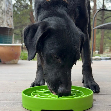 Garden Design eTray Enrichment Shallow Slow Feeder Dog Bowl